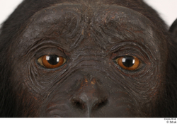 Eye Ape Animal photo references